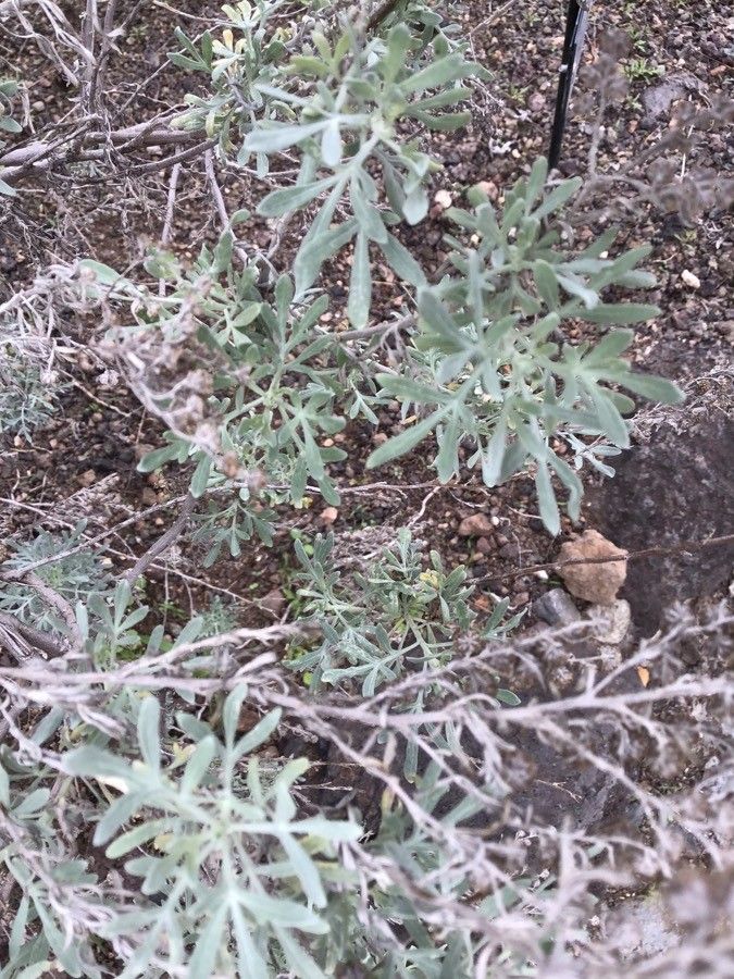 Artemisia arborescens