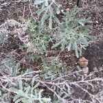 Artemisia arborescens