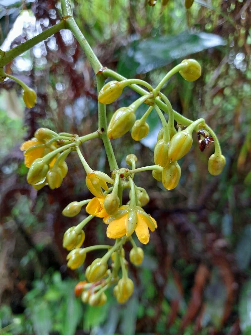 Ouratea guildingii flower