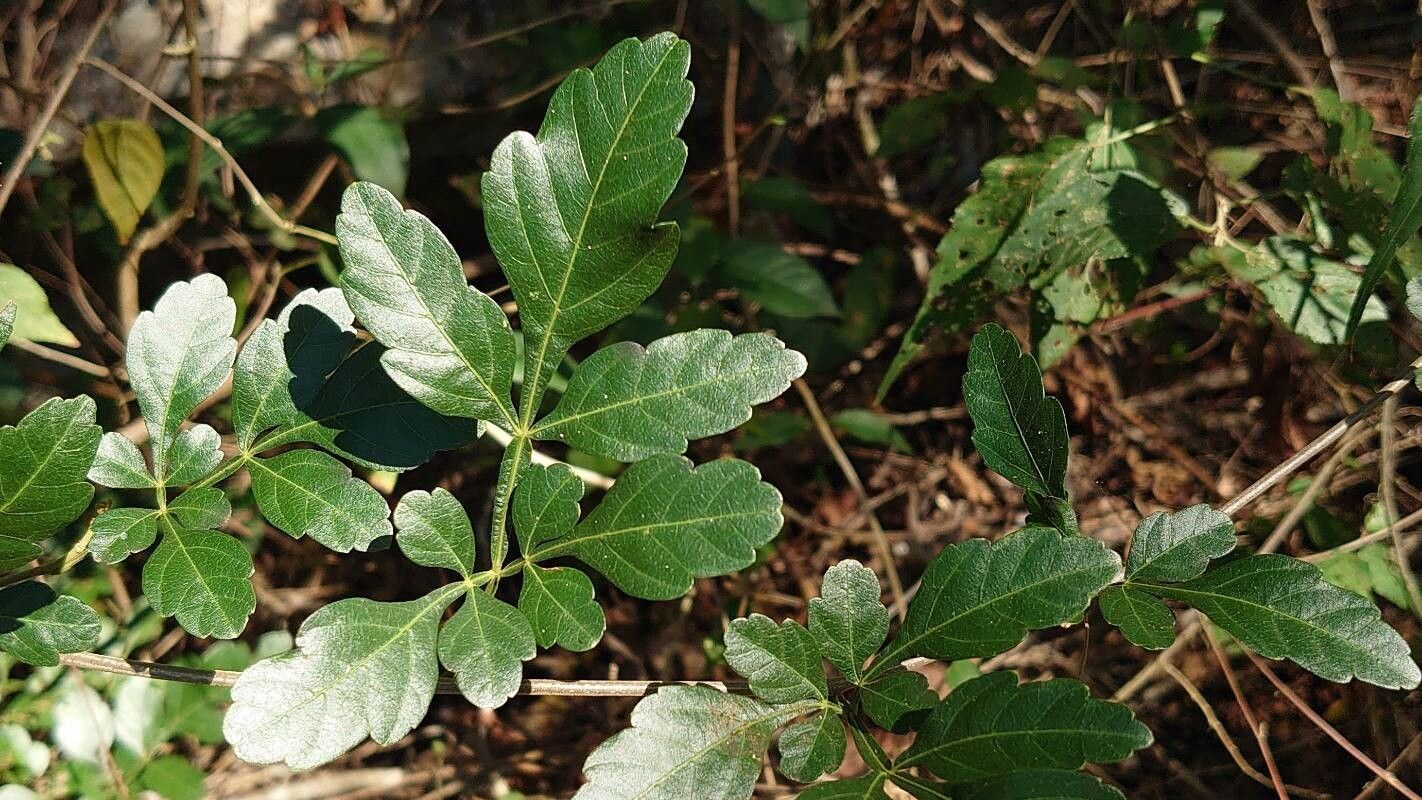 Serjania schiedeana — houseplant care guide