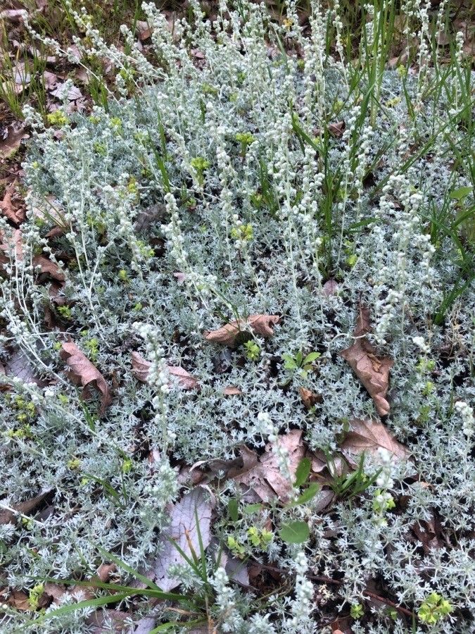 Artemisia pedemontana leaf