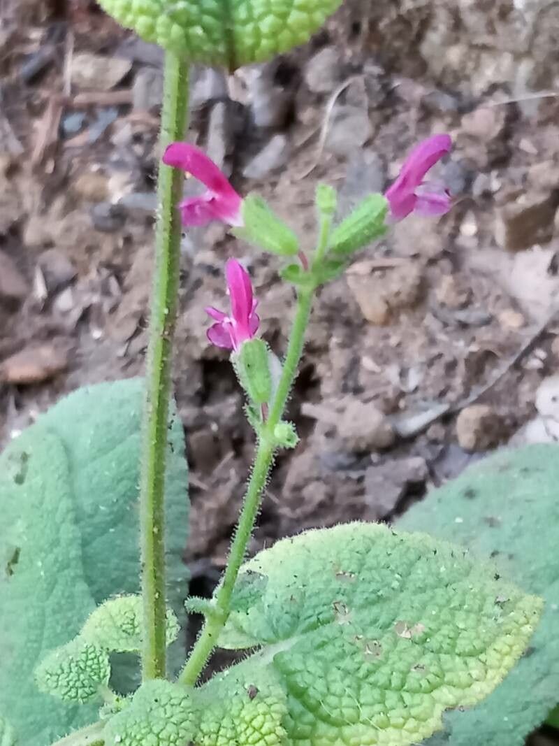 Salvia dorisiana flower