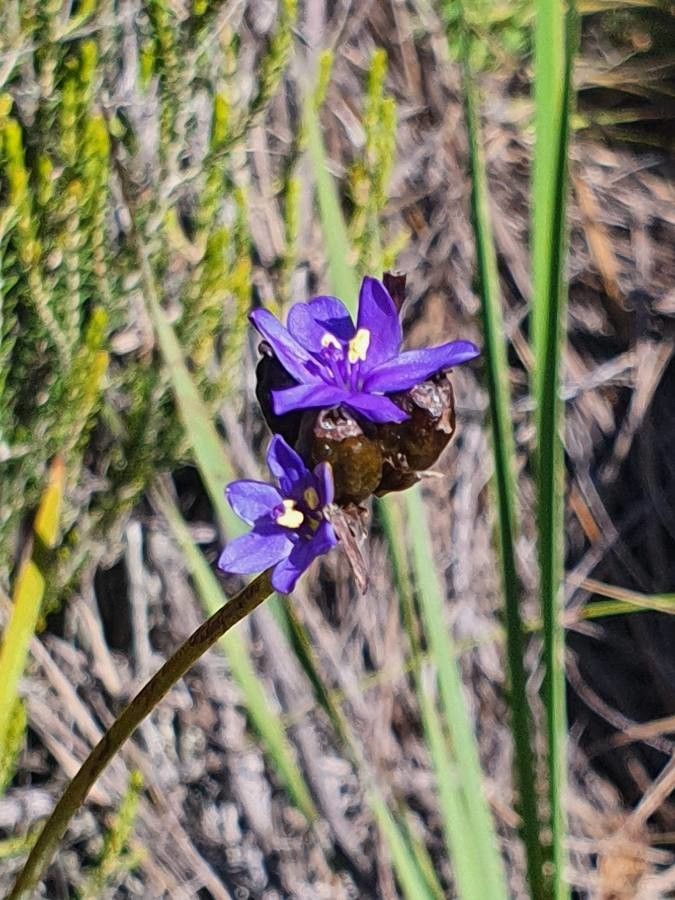 Aristea abyssinica flower