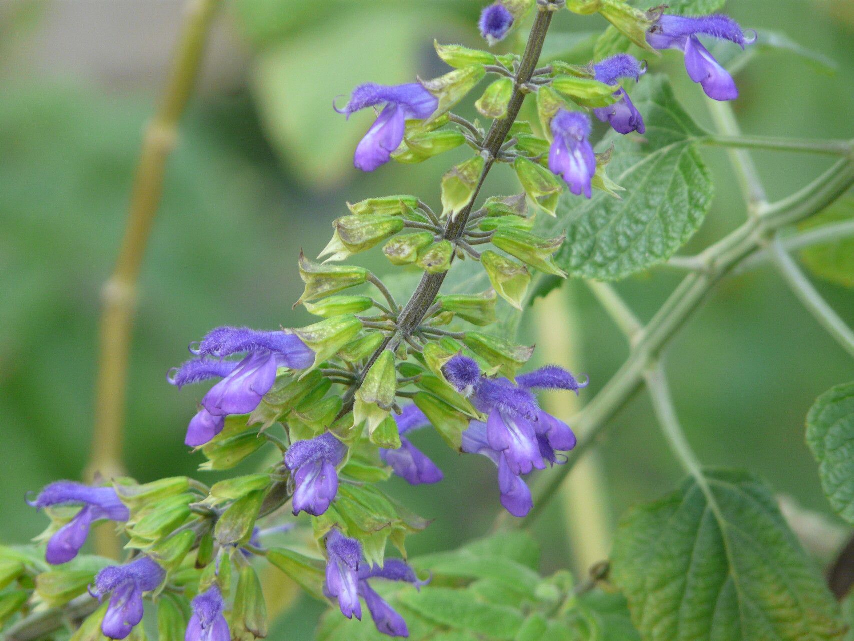 Salvia mexicana flower