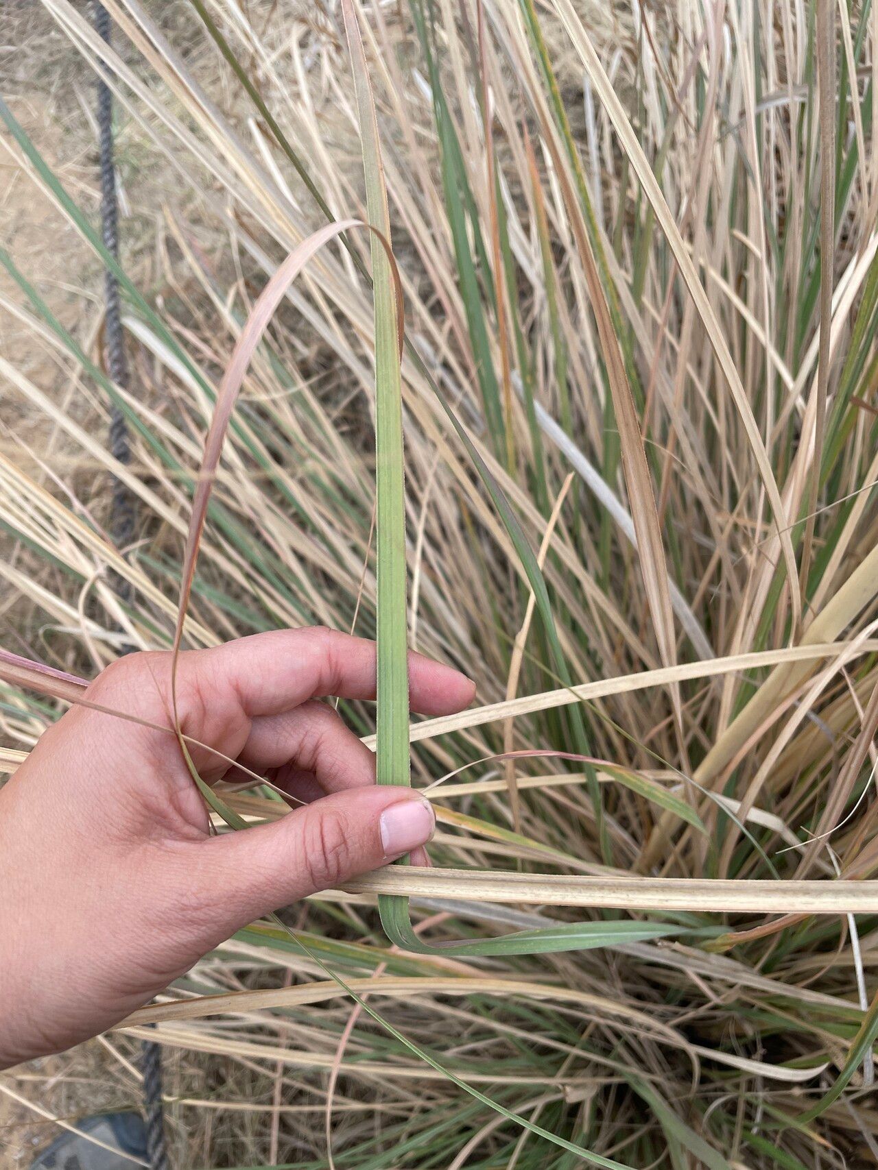 Tripidium bengalense leaf