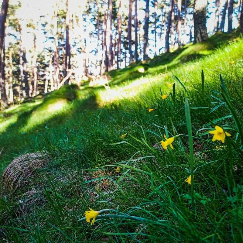 Narcissus asturiensis habit
