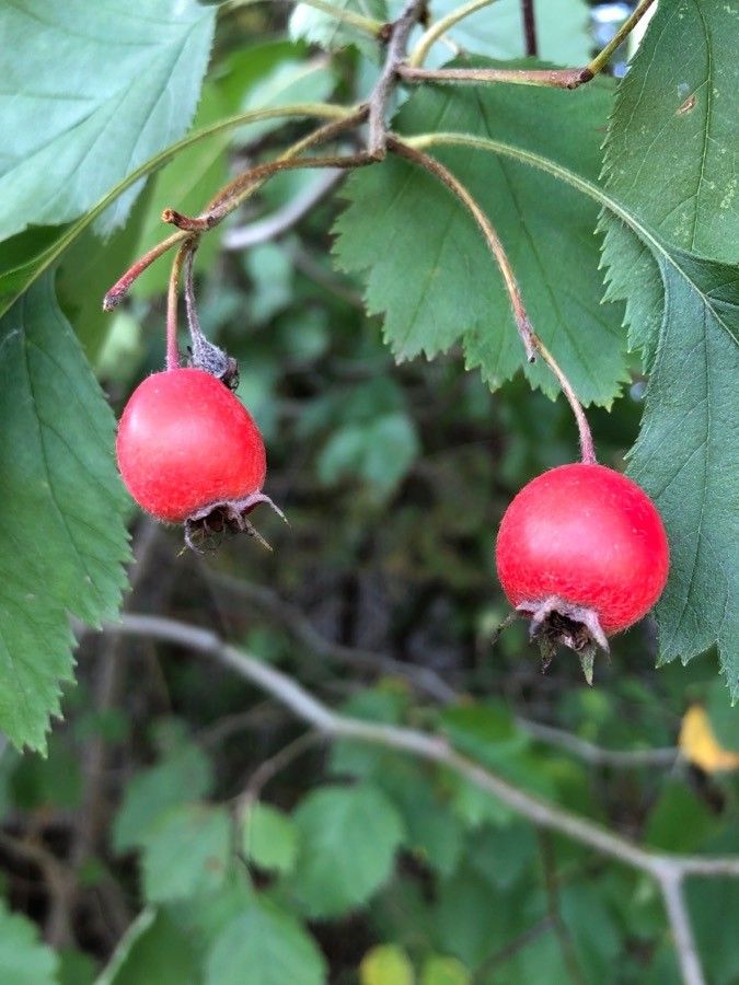 Crataegus canadensis fruit