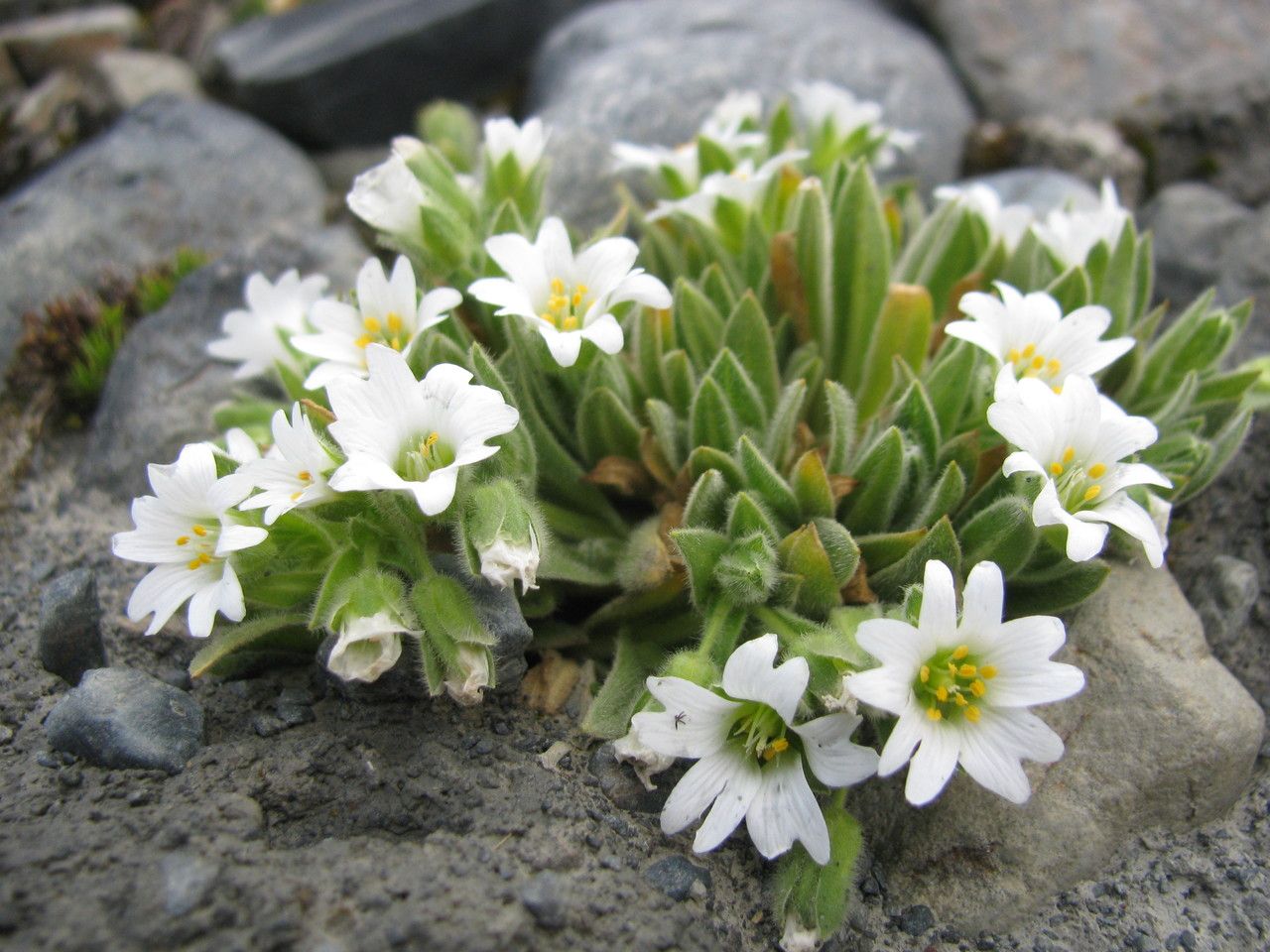Cerastium mucronatum habit