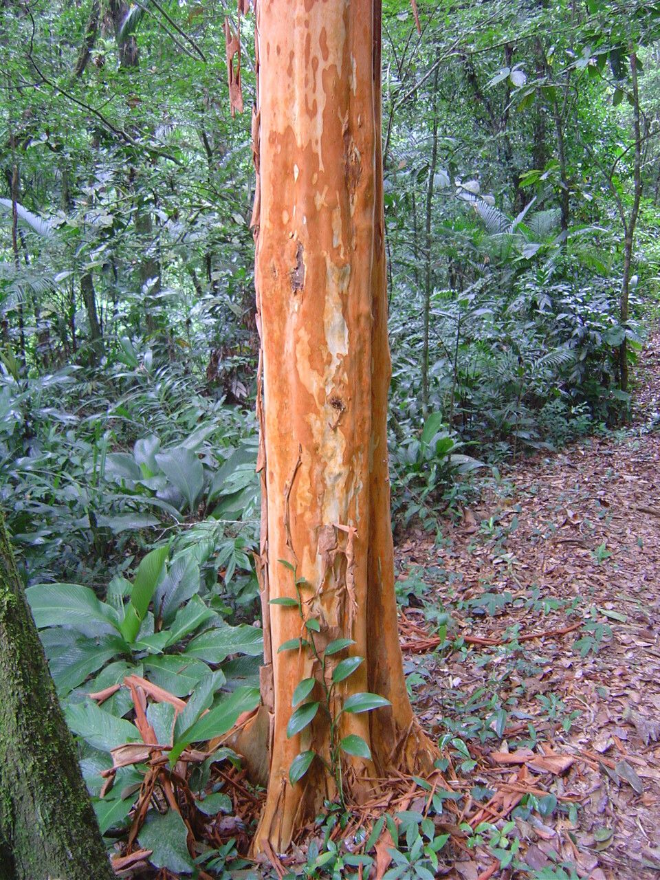 Eugenia multicostata bark