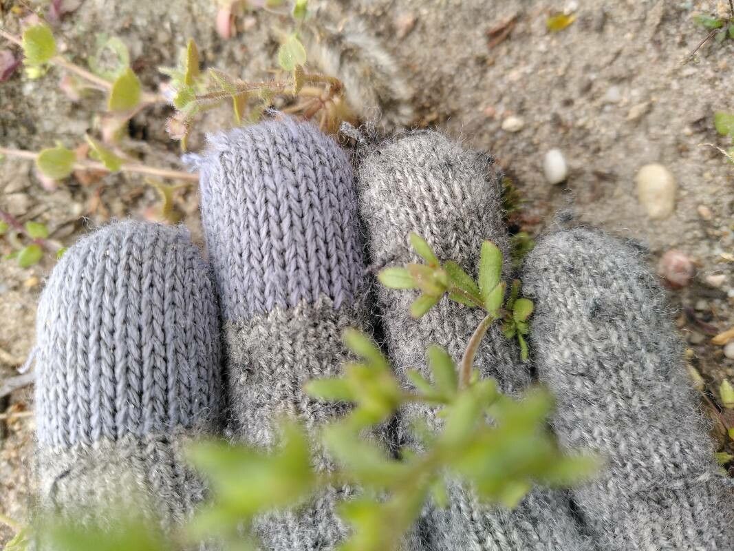 Veronica triphyllos leaf