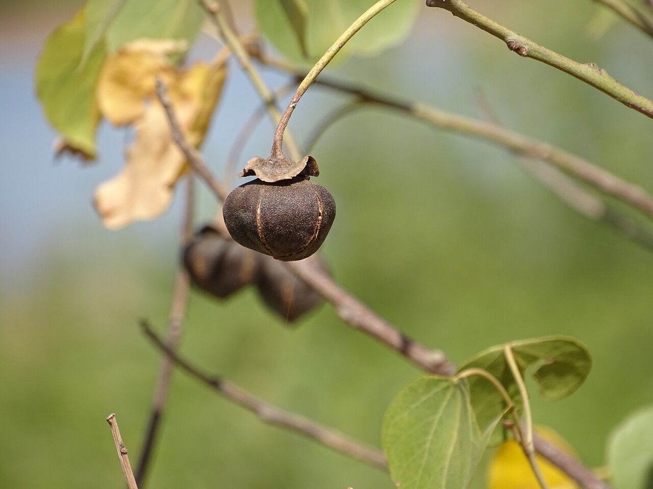 Thespesia populnea fruit