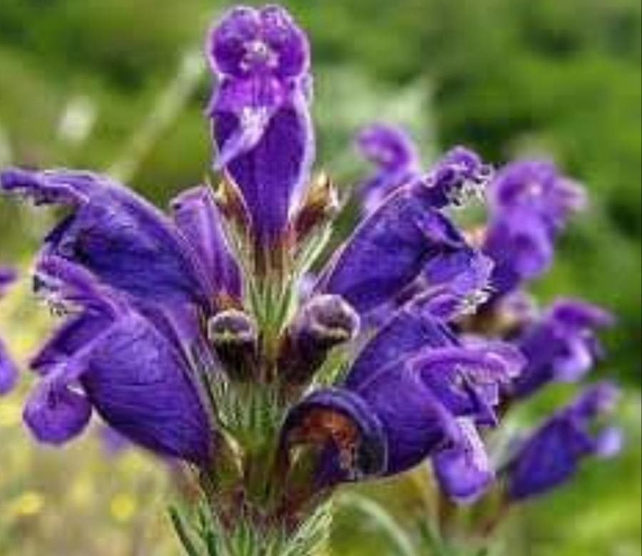 Dracocephalum austriacum flower