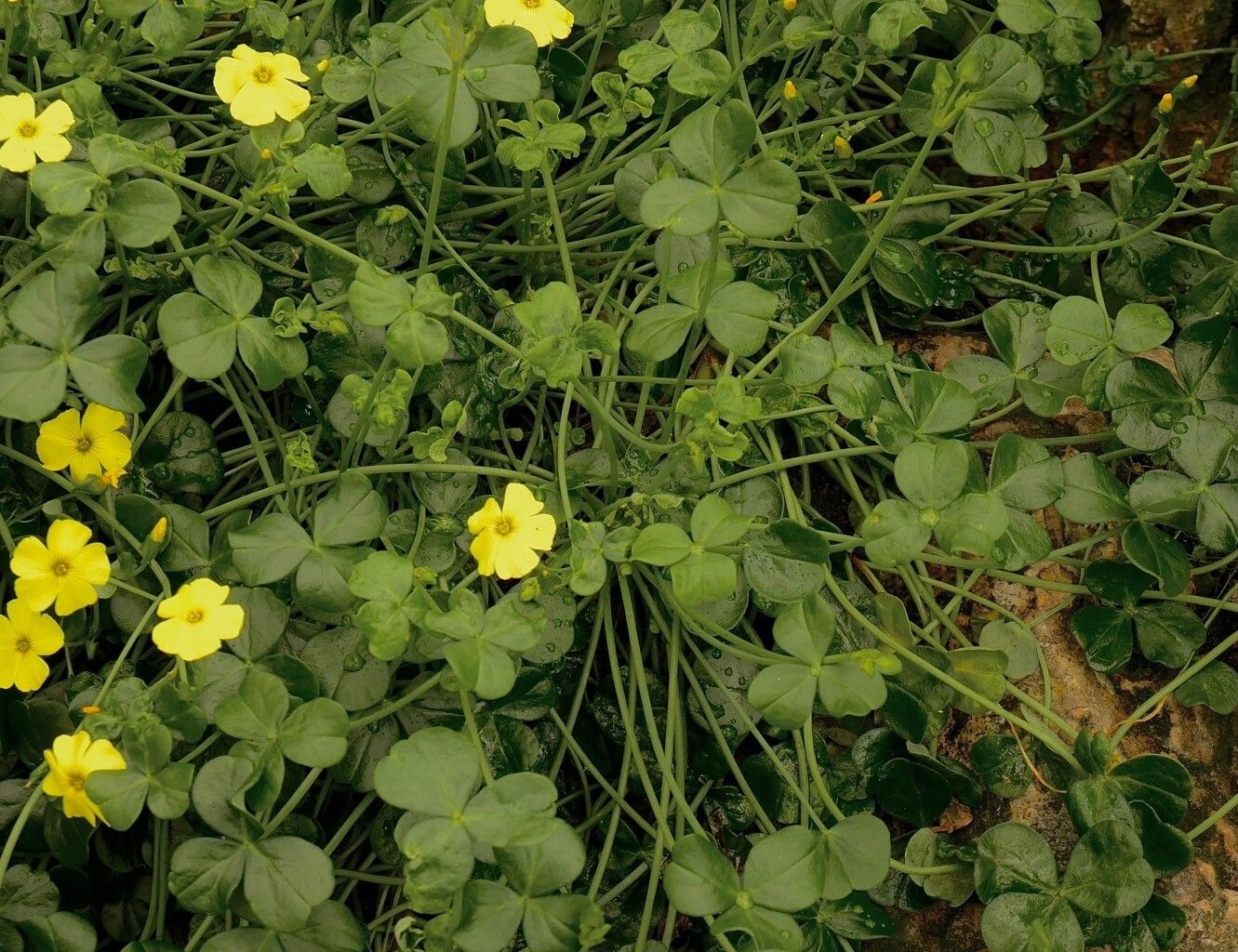 Ipomoea transvaalensis habit