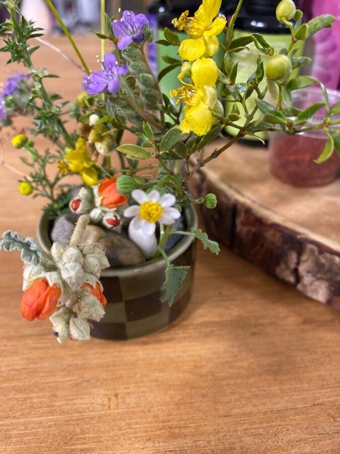 Perityle emoryi flower