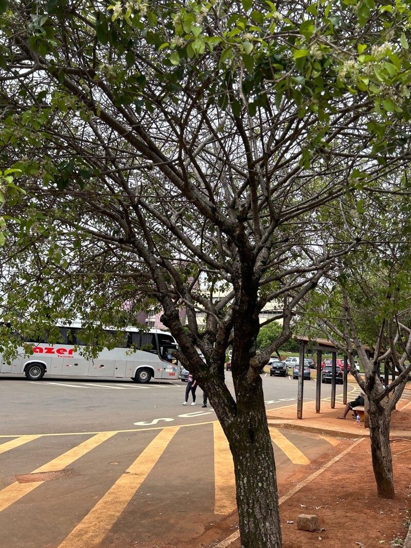 Aspidosperma pyrifolium habit