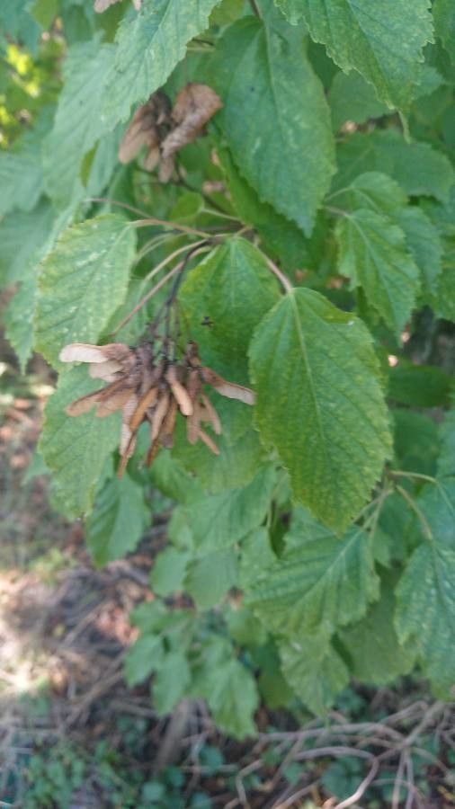Acer carpinifolium fruit