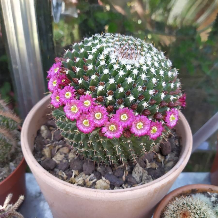 Mammillaria mystax flower