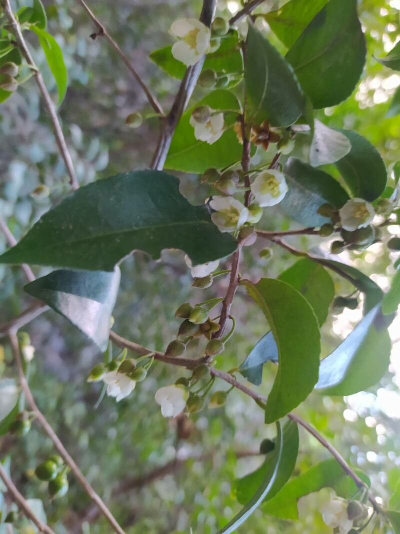 Visnea mocanera flower