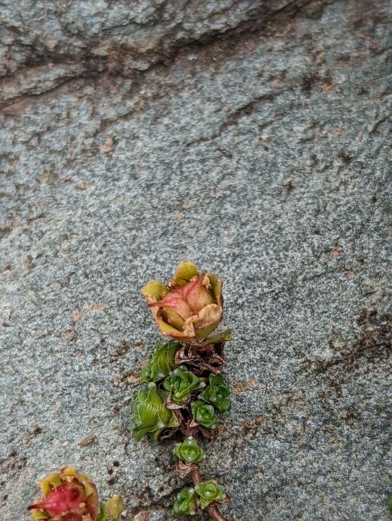 Saxifraga oppositifolia fruit