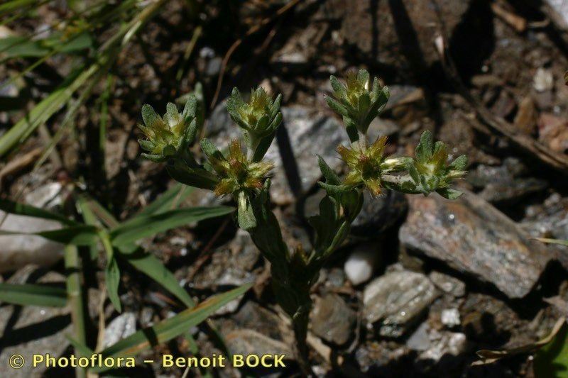 Filago fuscescens other