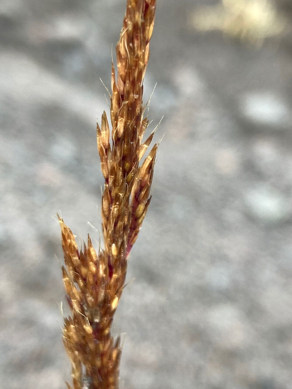 Agrostis foliata flower