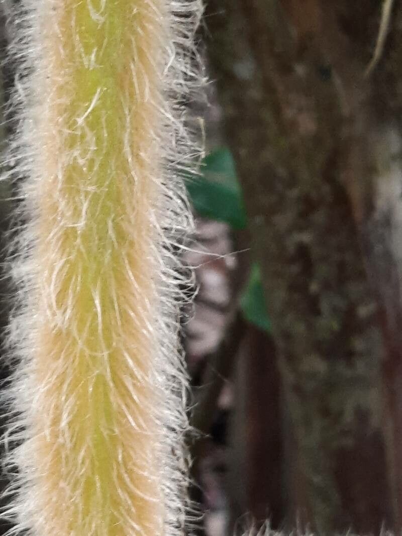 Heliconia xanthovillosa other