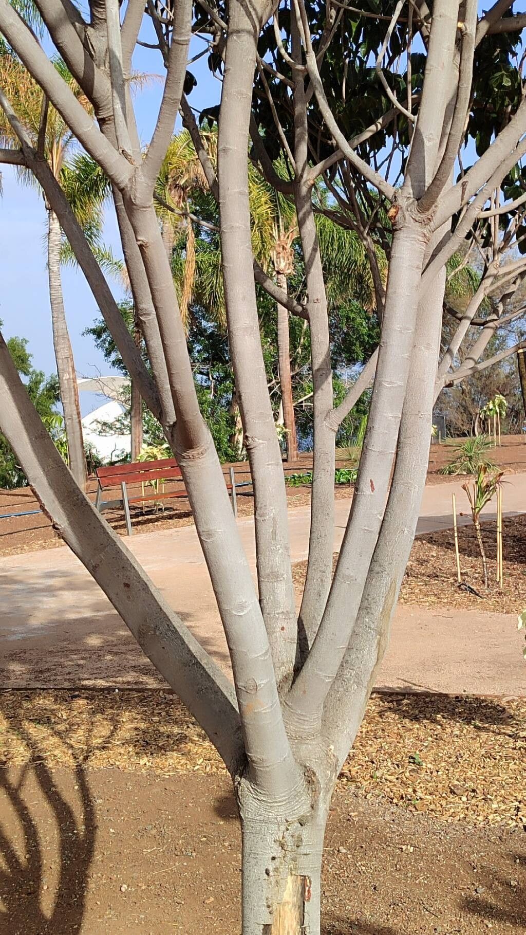 Canarium oleosum bark