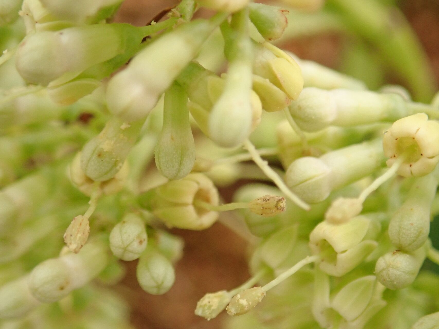 Psydrax subcordatus flower