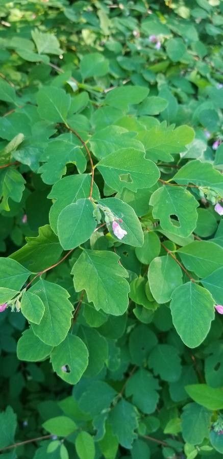 Symphoricarpos mollis flower