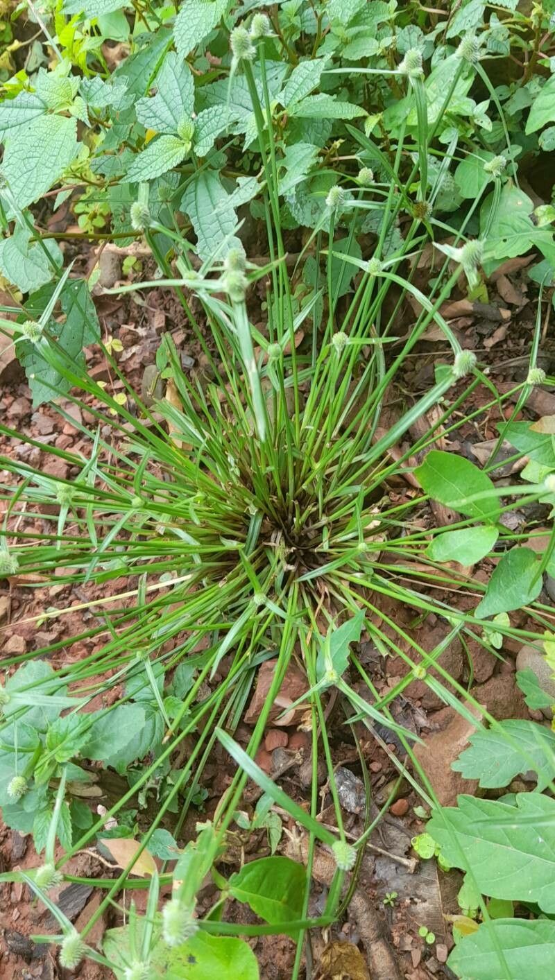 Cyperus hortensis habit