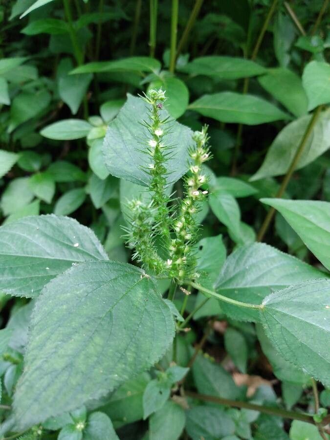 Acalypha setosa fruit