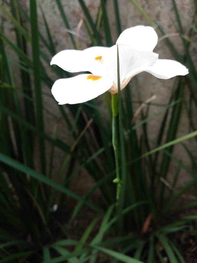 Dietes iridioides bark