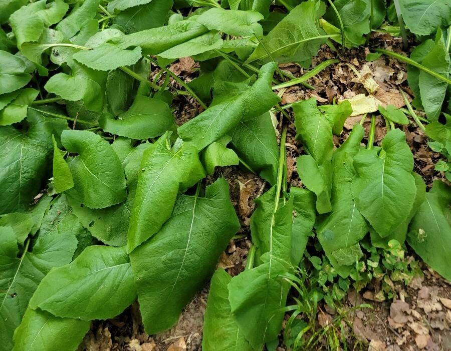 Lactuca macrophylla — search result for 'Prairies of North America'