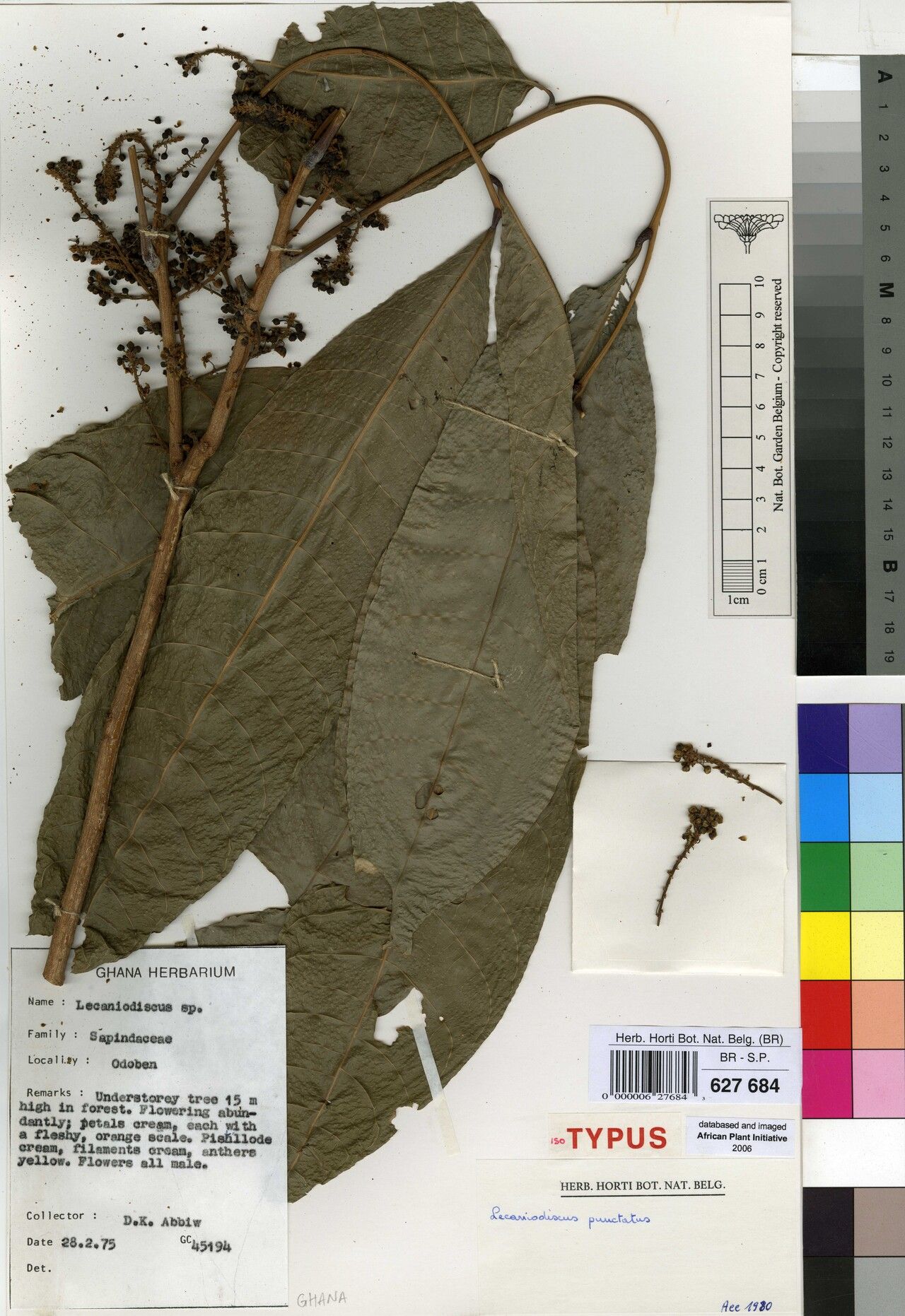 Lecaniodiscus punctatus — related species from the same genus