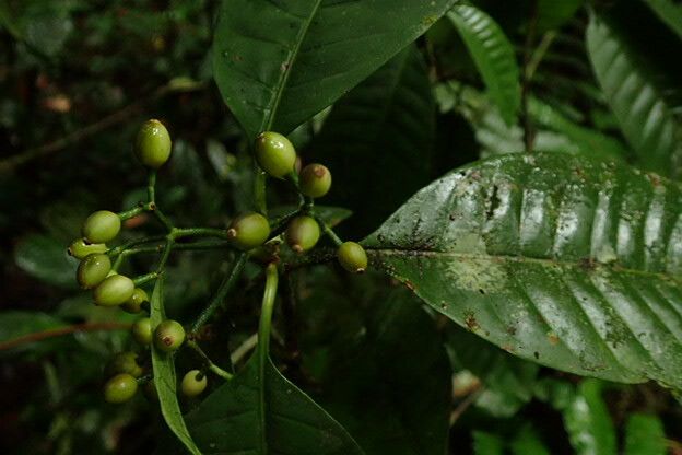 Psychotria breteleri fruit