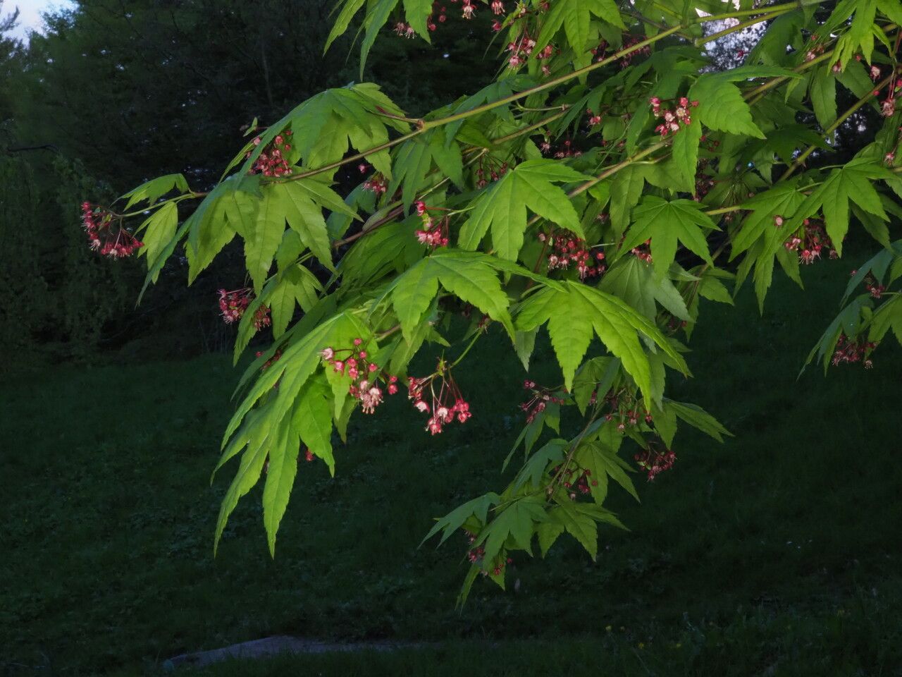 Acer circinatum leaf