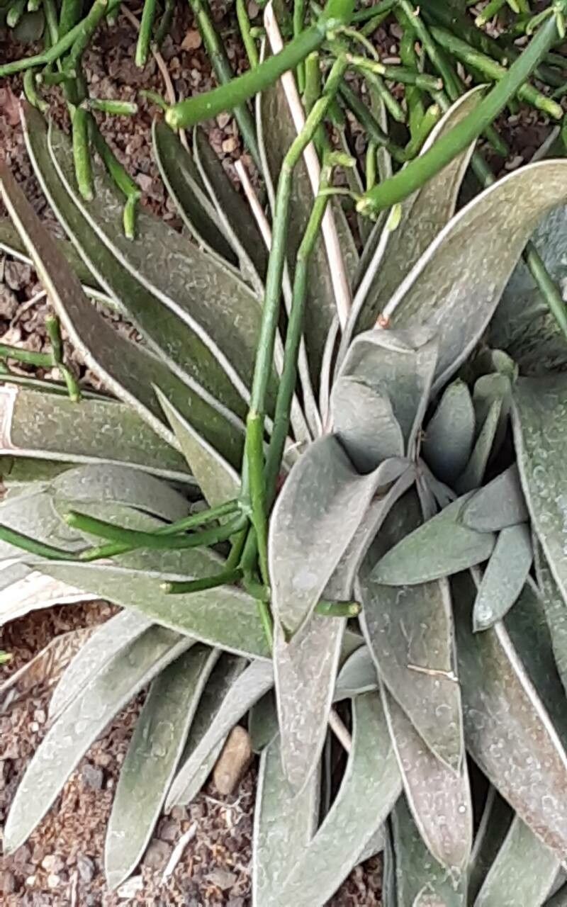 Dudleya lanceolata flower