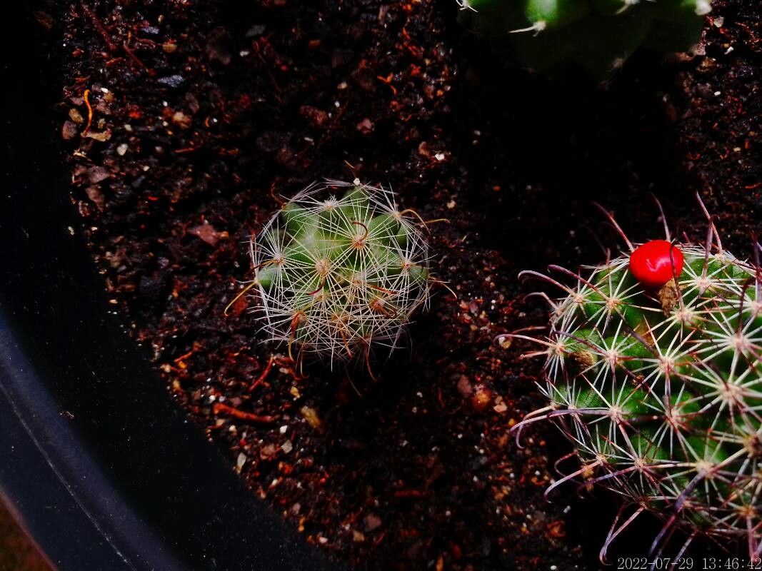 Mammillaria boolii leaf