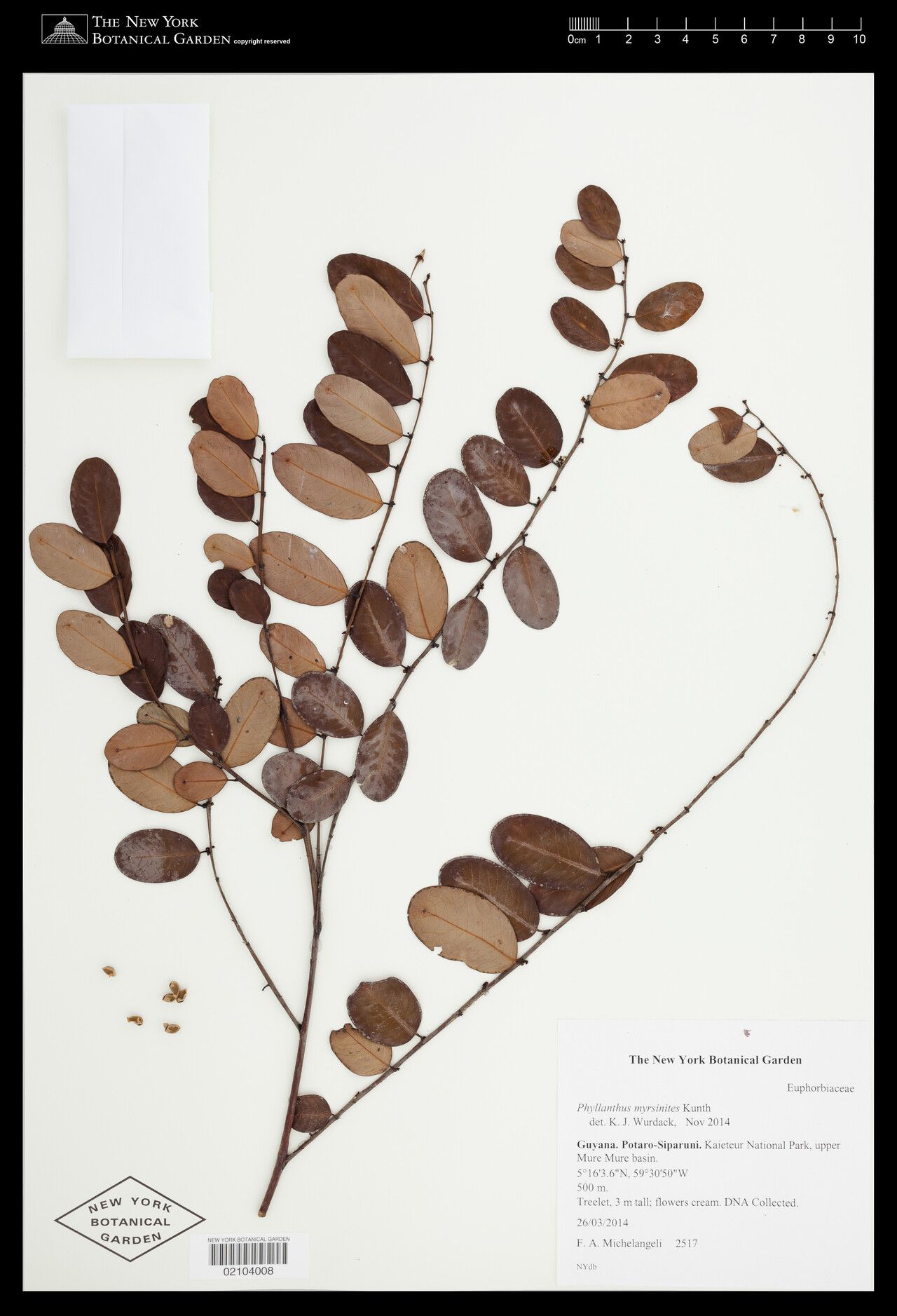 Phyllanthus myrsinites — houseplant care guide