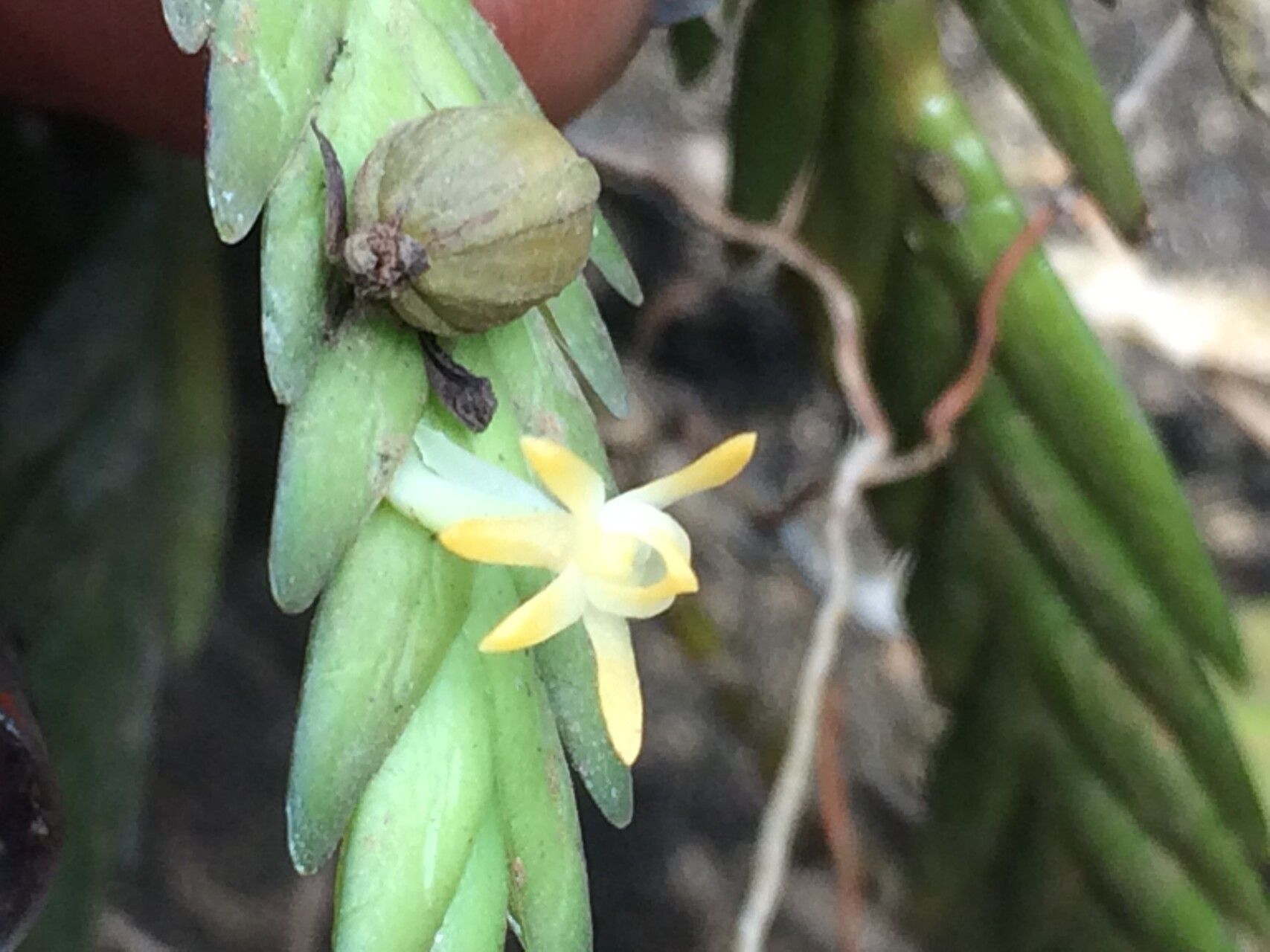 Angraecum podochiloides fruit