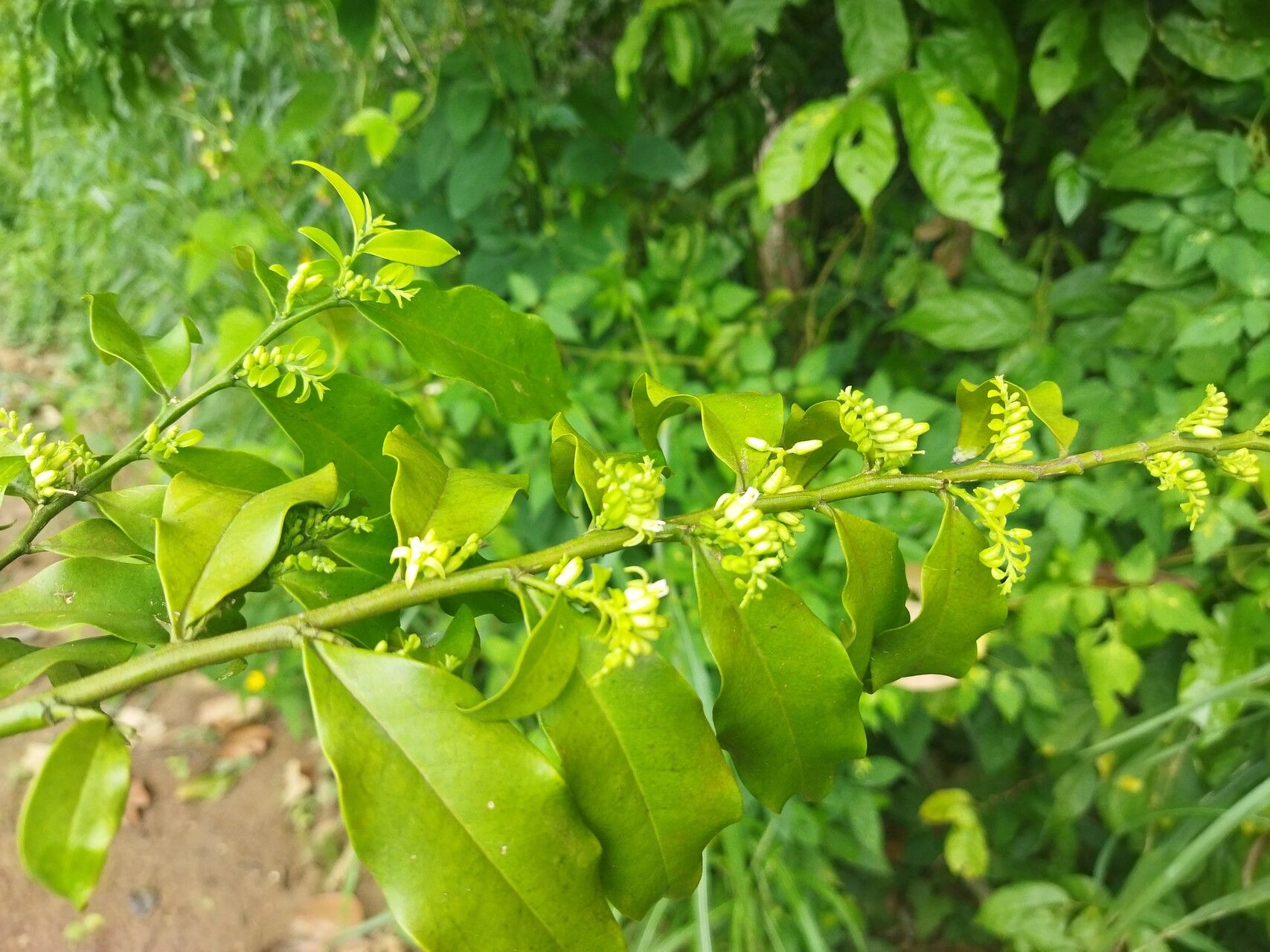 Olax subscorpioidea flower