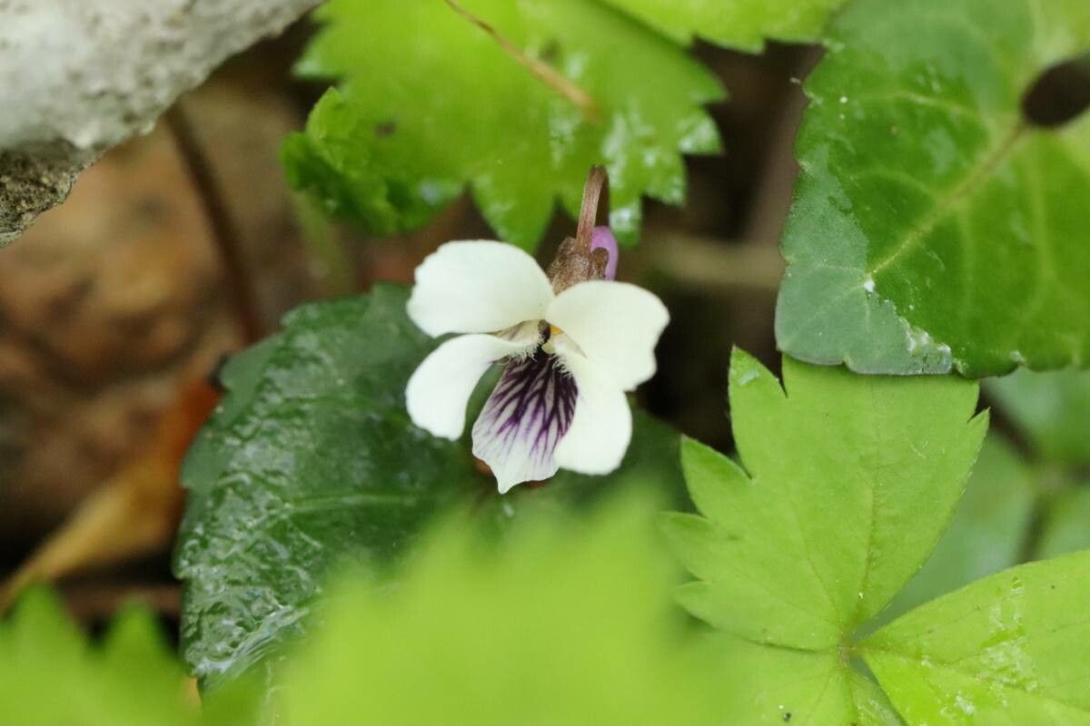 Viola sieboldii — houseplant care guide