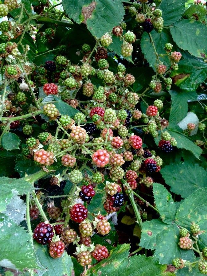Rubus fruticosus fruit