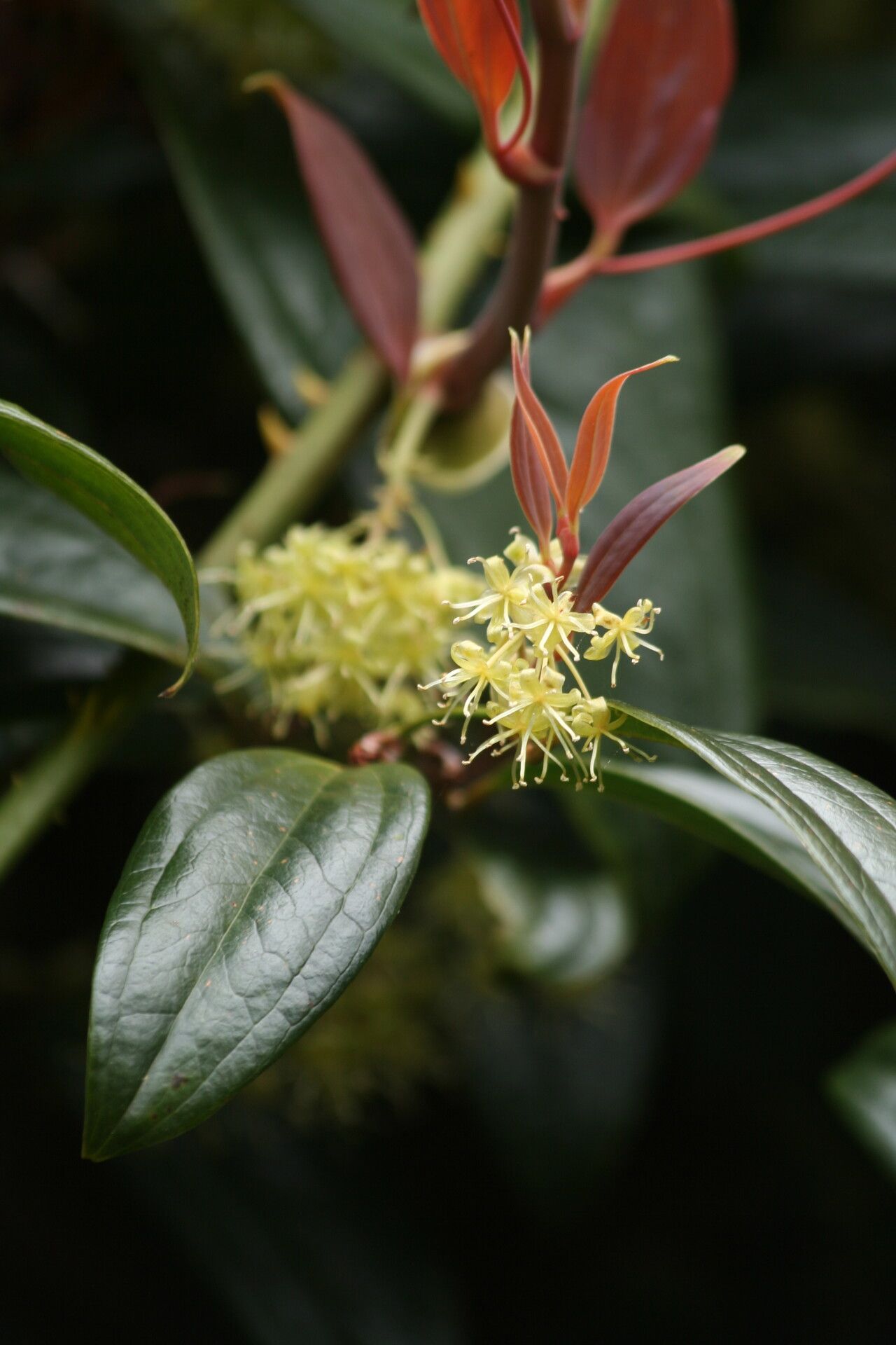 Smilax megalantha — search result for 'Smilax'