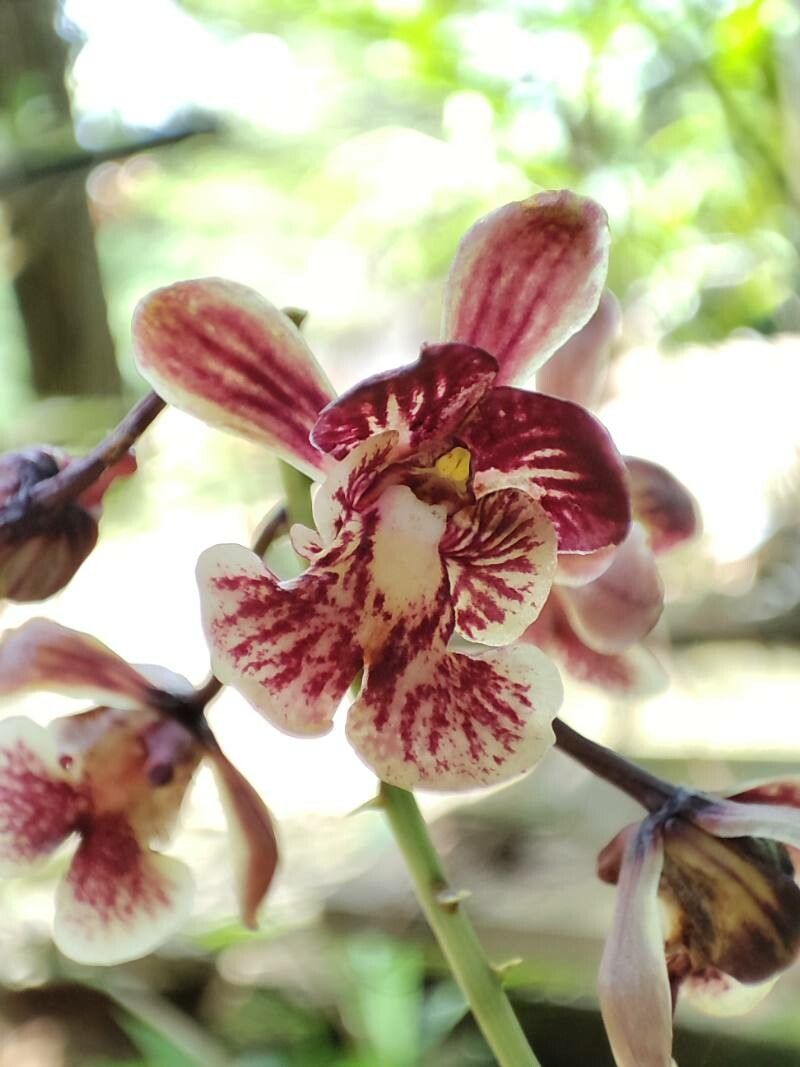 Eulophia saundersiana flower