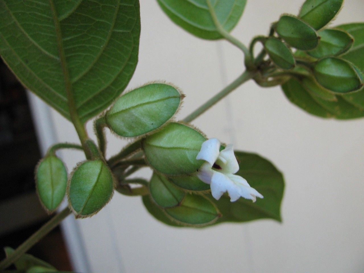 Mendoncia costaricana other