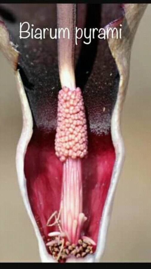 Biarum pyrami flower