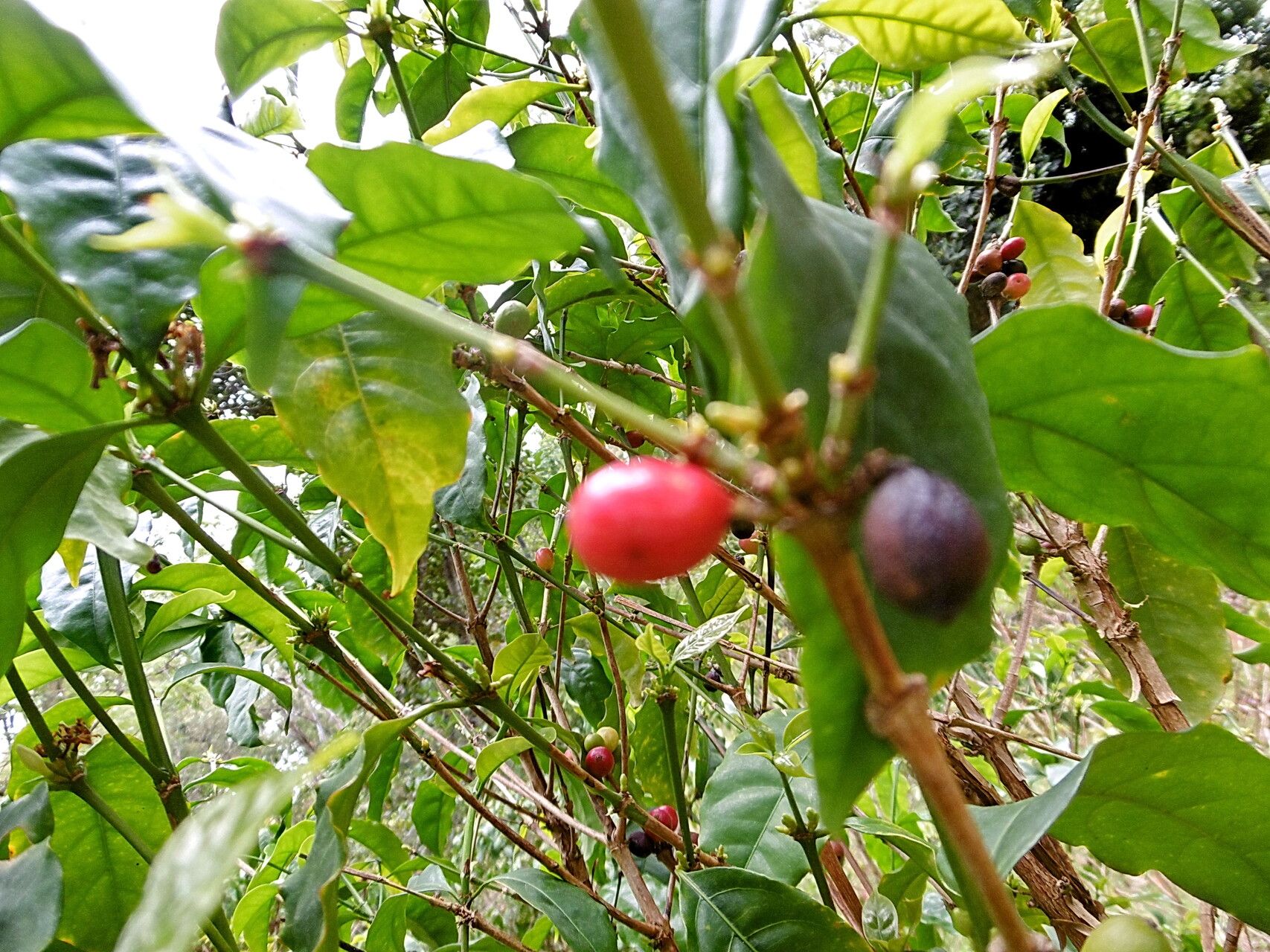Coffea anthonyi fruit