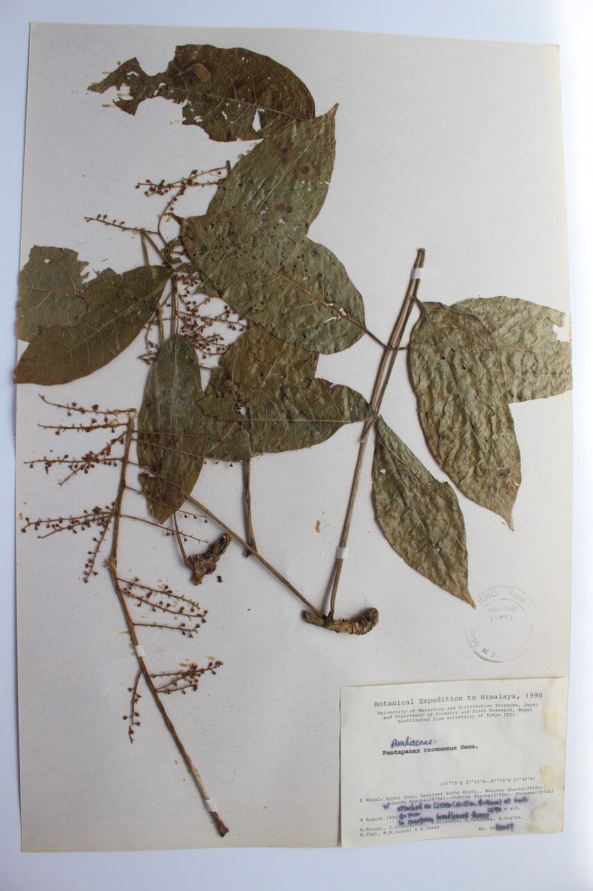 Aralia gigantea — search result for 'Aralia'