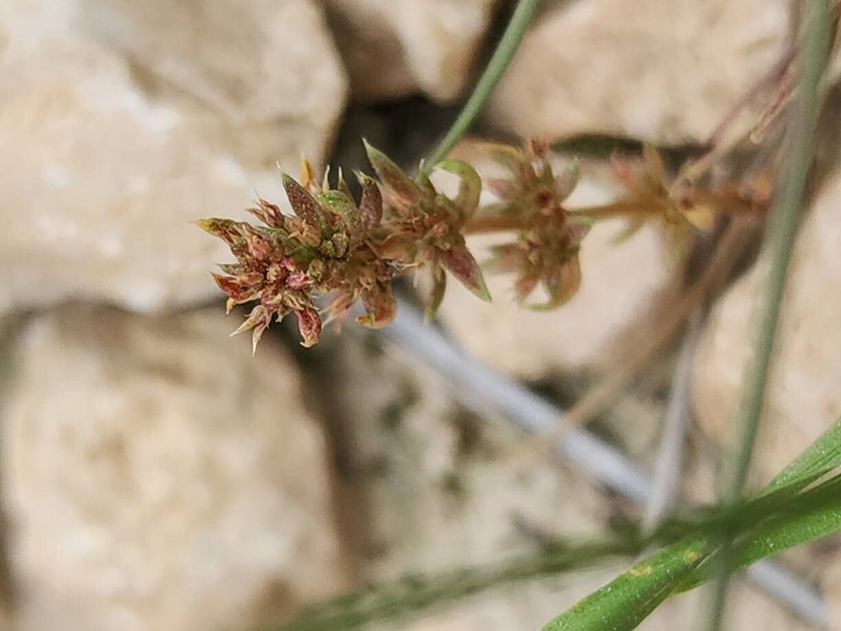 Crassula alata fruit